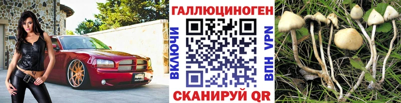 Галлюциногенные грибы Psilocybine cubensis  Буйнакск 